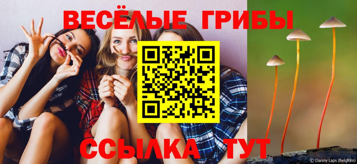Псилоцибиновые грибы Cubensis Волхов